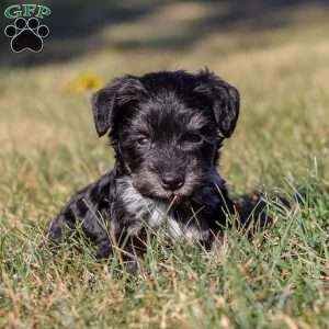 Piper, Miniature Schnauzer Puppy